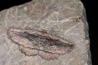 Menophra nycthemeraria