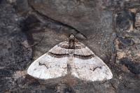 Pareulype berberata berberata