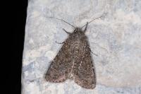 Sideridis turbida