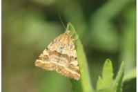 Synthymia fixa