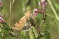 Heliothis peltigera