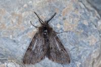 Diaphora sordida