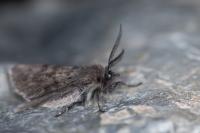 Diaphora sordida