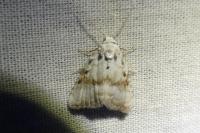 Meganola albula