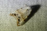 Nola infantula
