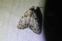 Meganola strigula