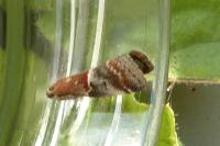 Acrobasis marmorea