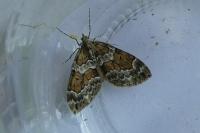 Thera britannica/variata