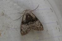 Meganola togatulalis