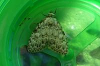 Meganola strigula