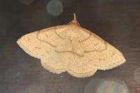 Paracolax tristalis