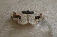 Ligdia adustata