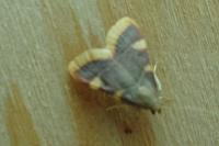 Hypsopygia costalis