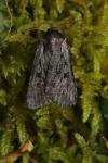 Violaphotia molothina occidentalis