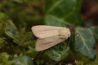 Mythimna sicula