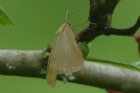 Minoa murinata