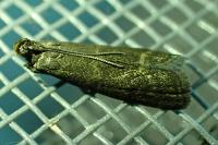 Eccopisa effractella