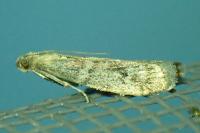 Ephestia