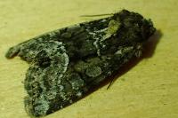 Oligia