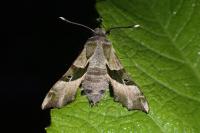 Proserpinus proserpina
