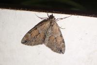 Thera obeliscata