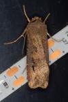Agrotis ipsilon
