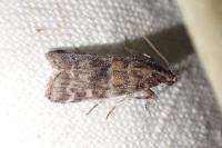 Dioryctria