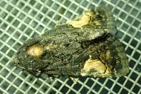 Aedia funesta