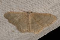 Idaea straminata