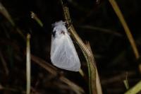 Leucoma salicis