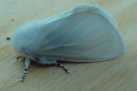 Leucoma salicis