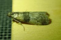 Sciota rhenella