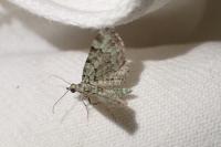 Pasiphila rectangulata