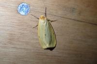 Cybosia mesomella
