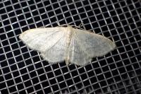 Idaea subsericeata