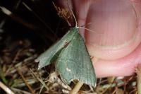 Hemithea aestivaria