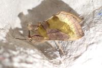 Diachrysia chrysitis
