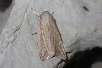 Mythimna riparia