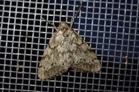 Tephronia sepiaria