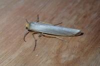Eilema caniola