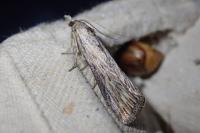 Megasis rippertella