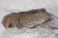 Noctua orbona