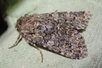 Hadena filograna