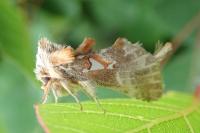 Spatalia argentina