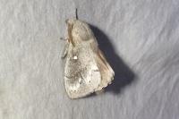 Dendrolimus pini pini