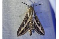 Hyles livornica