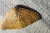 Watsonalla uncinula