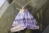 Synthymia fixa