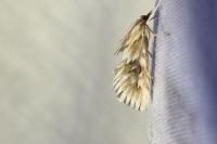 Cynaeda dentalis