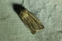 Mythimna riparia